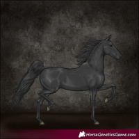 Horse Color:Black 