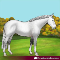Horse Color:Gray Silver Brown Sabino Splash Rabicano 