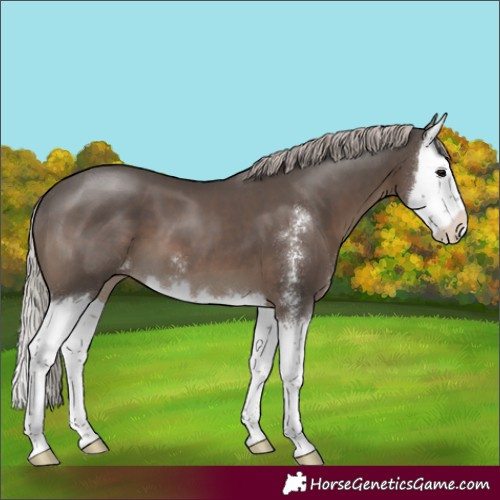 Horse Color:Silver Black Sabino Splash 