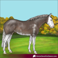 Horse Color:Silver Black Sabino Splash