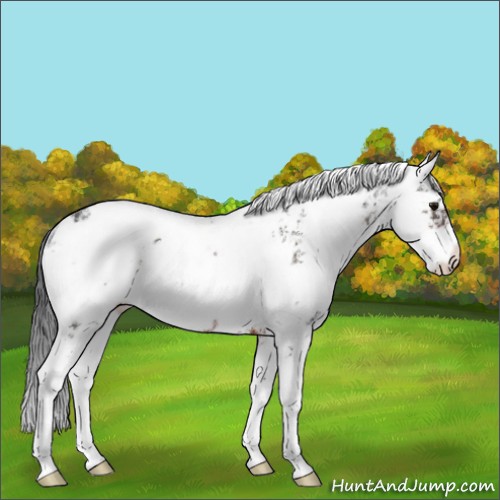 Horse Color:Brown Sabino