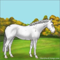 Horse Color:Brown Sabino 