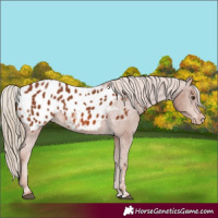 Horse Color:Chestnut Appaloosa