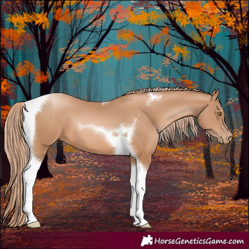 Horse Color:Chestnut Pearl Tobiano 