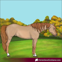 Horse Color:Red Dun 