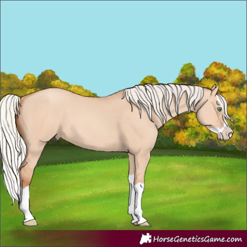 Horse Color:Silver Classic Champagne Dun Splash 