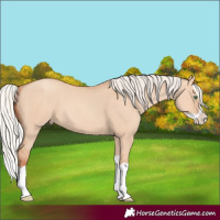 Horse Color:Silver Classic Champagne Dun Splash 