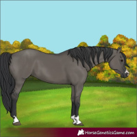 Horse Color:Grullo 