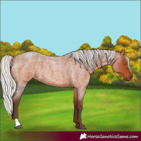 Horse Color:Silver Bay Roan 