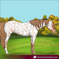 Horse Color:Red Roan Appaloosa 