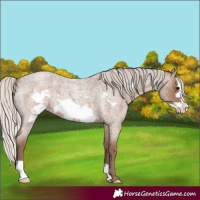 Horse Color:Silver Blue Roan Frame 