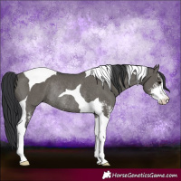 Horse Color:Grullo Sabino Tobiano Rabicano 