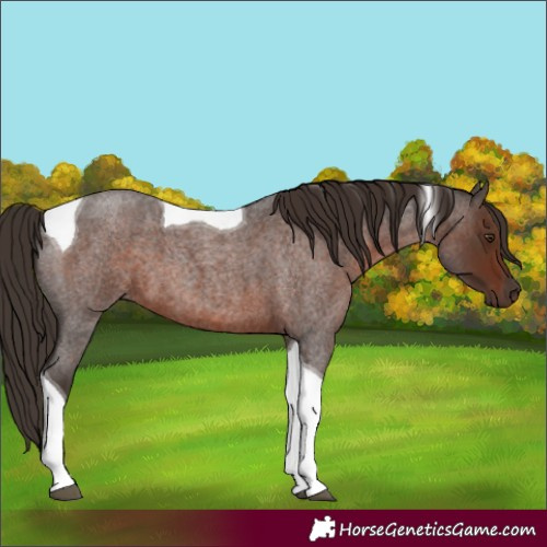 Horse Color:Liver Red Roan Tobiano 
