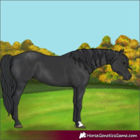 Horse Color:Black 