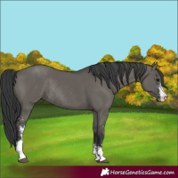 Horse Color:Grullo Sabino Rabicano 