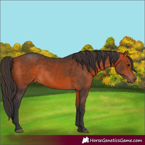 Horse Color:Bay Rabicano 