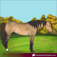 Horse Color:Buckskin Dun Rabicano 