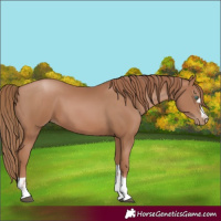 Horse Color:Black Pearl 