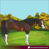 Horse Color:Brown Splash 
