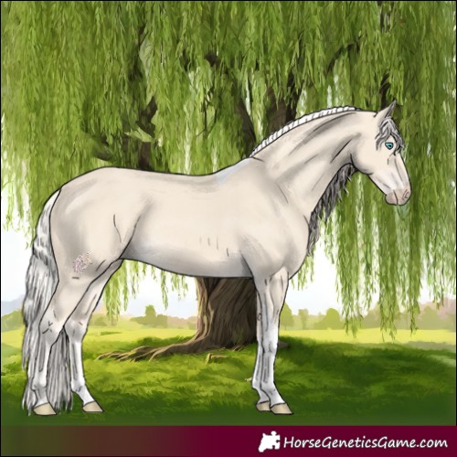 Horse Color:Cremello Tobiano 