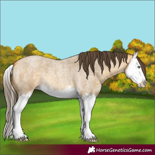 Horse Color:Amber Cream Champagne Roan Splash 