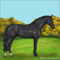 Horse Color:Black 