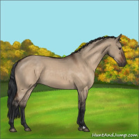 Horse Color:Brown Dun
