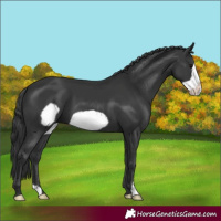 Horse Color:Black Frame 