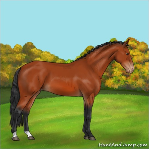 Horse Color:Brown Appaloosa 