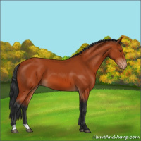 Horse Color:Brown Appaloosa 