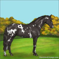 Horse Color:White Spotted Smoky Black