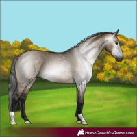 Horse Color:Gray Brown Dun 