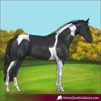 Horse Color:Black Tobiano 