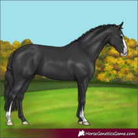 Horse Color:Black Sabino