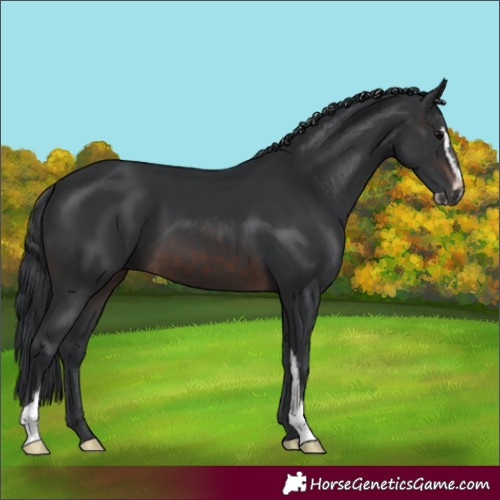 Horse Color:Brown Sabino