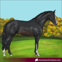 Horse Color:Brown Sabino