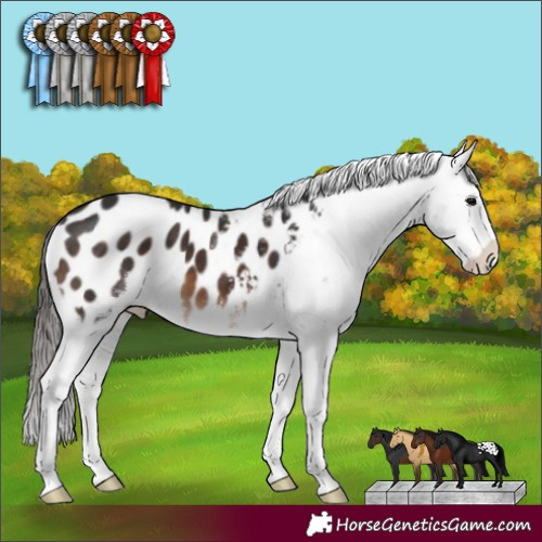 Horse Color:Brown Sabino Appaloosa 
