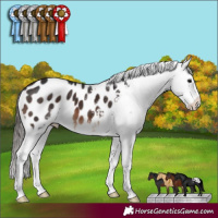 Horse Color:Brown Sabino Appaloosa