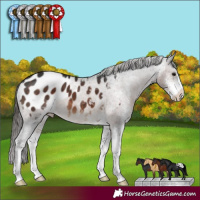 Horse Color:Brown Sabino Appaloosa 