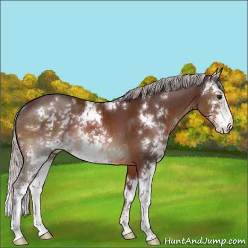 Horse Color:Silver Brown Sabino Rabicano 