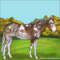 Horse Color:Silver Brown Sabino Rabicano 