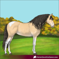 Horse Color:Buckskin Tobiano 