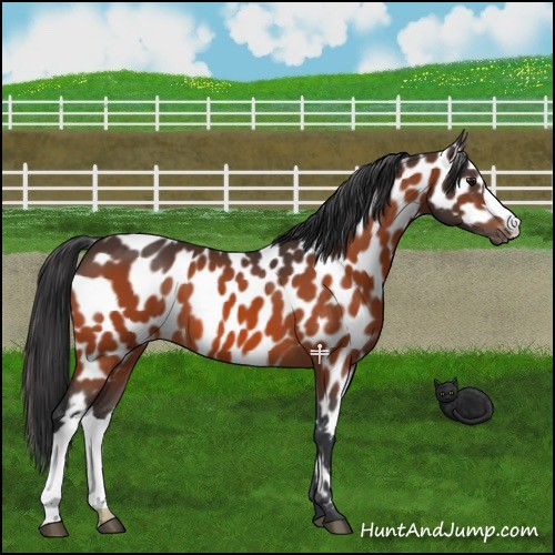 Horse Color:Bay Appaloosa 