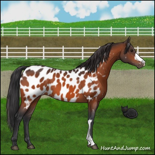 Horse Color:Bay Appaloosa 