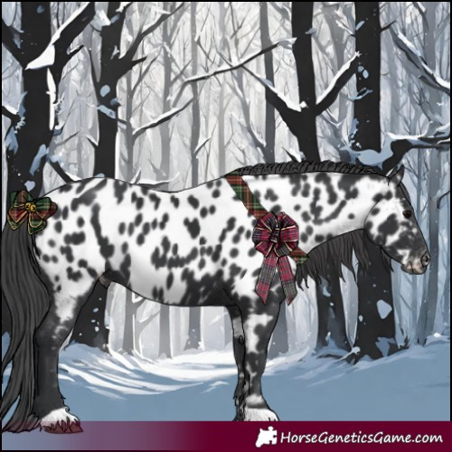 Horse Color:Black Near Leopard 