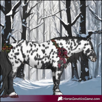 Horse Color:Black Appaloosa