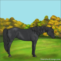 Horse Color:Black 