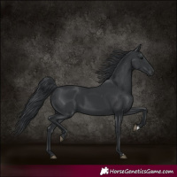 Horse Color:Black 