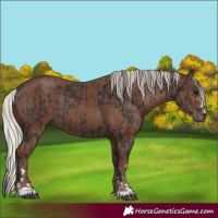 Horse Color:Black and Silver Black