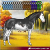 Horse Color:Brown Sabino Splash 